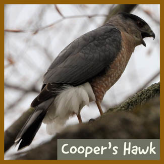 Cooper's Hawk
